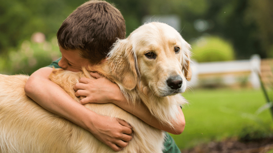 Semelhanças genéticas entre golden retrievers e humanos revelam raízes emocionais
