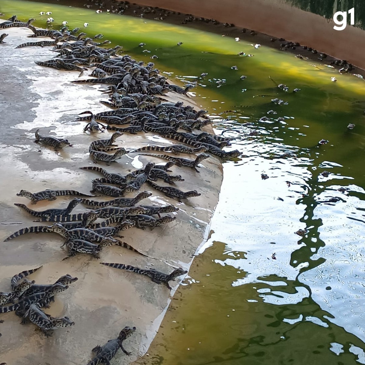 Pesquisa testa óleo de jacaré do Pantanal como cicatrizante e antidepressivo