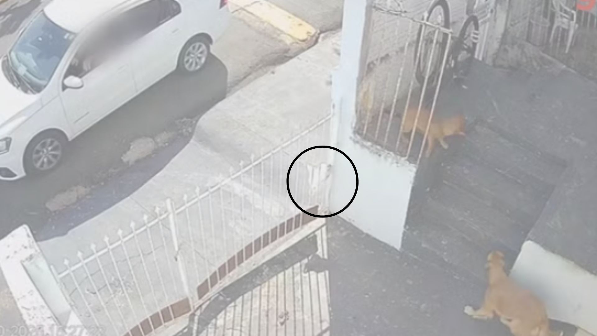 Polícia investiga envenenamento de cães em Jales, SP