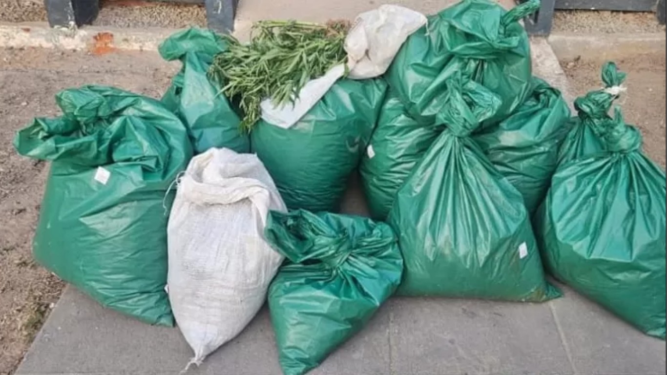 Plantio de maconha é destruído em terreno indígena de Pesqueira