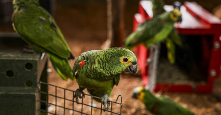 Comissão aprova criação de disque-denúncia para proteção animal