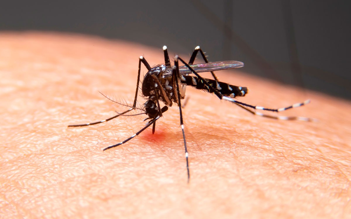 Mosquitos são encontrados pela primeira vez na Islândia