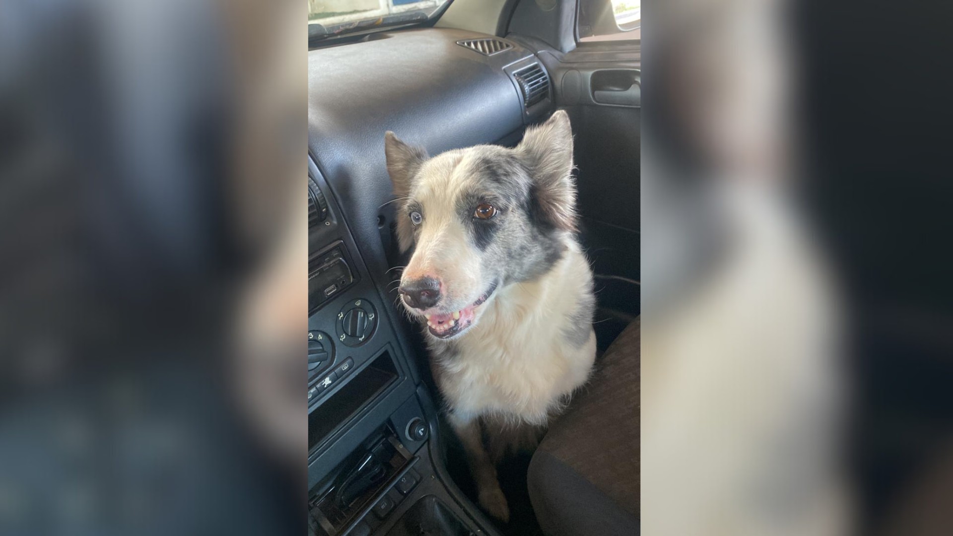Motorista atropela e mata cachorra em São José do Rio Preto