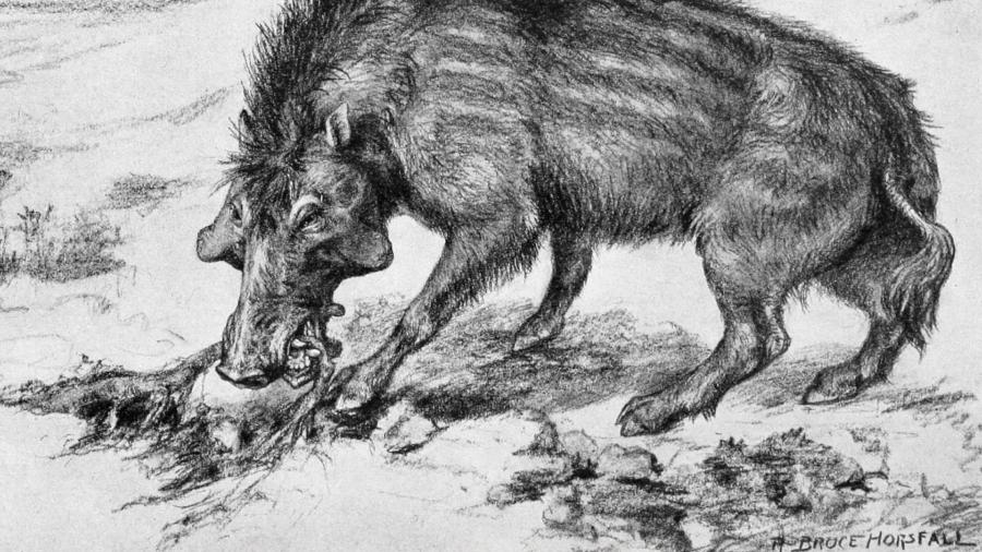 Porcos infernais gigantes mostravam habilidade de quebrar ossos, revela estudo
