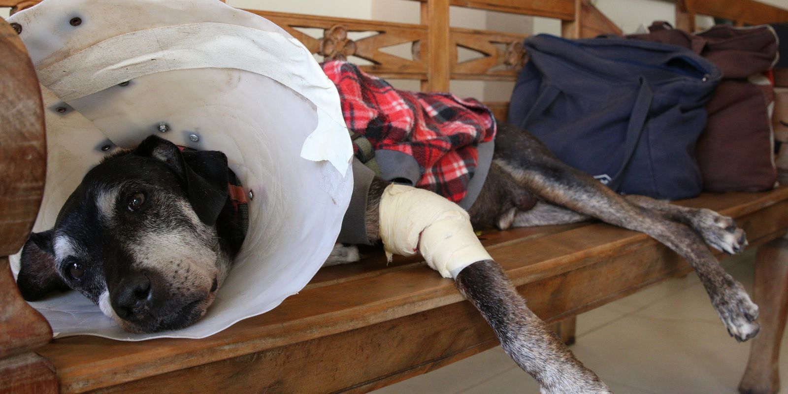 Câmara aprova tipificação do exercício ilegal da veterinária