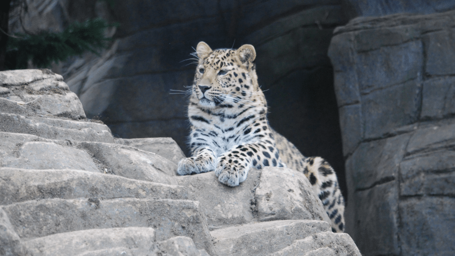 Leopardos-de-amur se conhecem por aplicativo e têm filhote raro