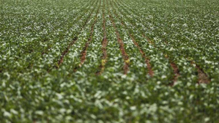 MP libera R$ 12 bilhões para renegociar dívidas rurais