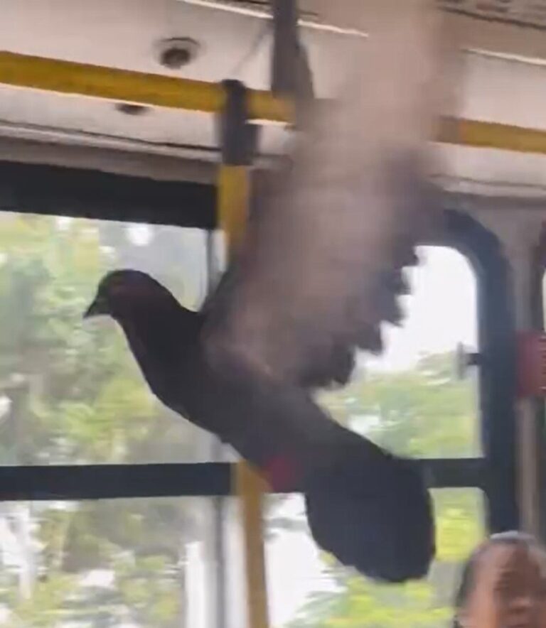 Pombo assusta passageiros dentro de ônibus no Grande Recife