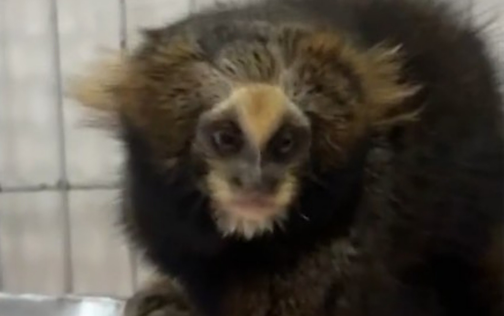 Sagui ameaçada de extinção recebe alta após tratamento de seis meses