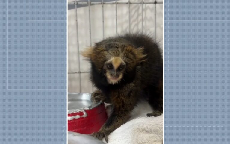 Sagui-caveirinha atropelada na MG-173 terá papel decisivo na conservação da espécie
