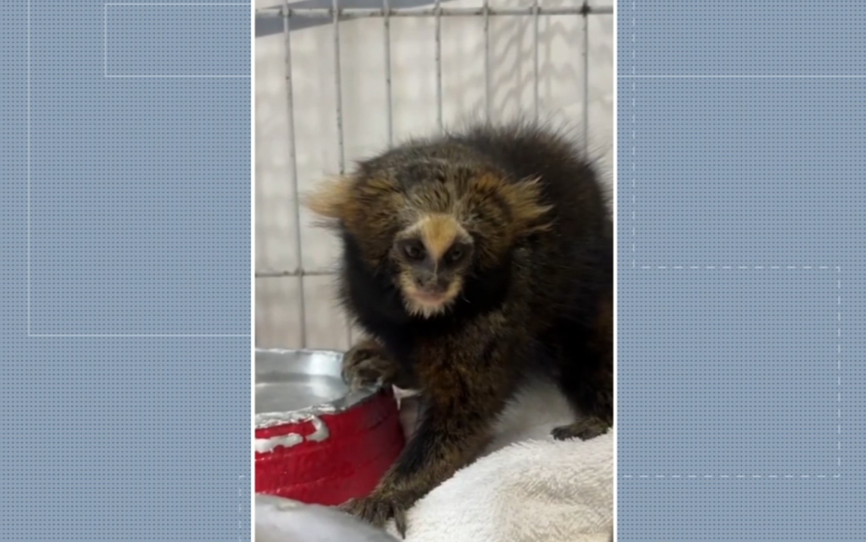 Sagui-caveirinha atropelada na MG-173 terá papel decisivo na conservação da espécie