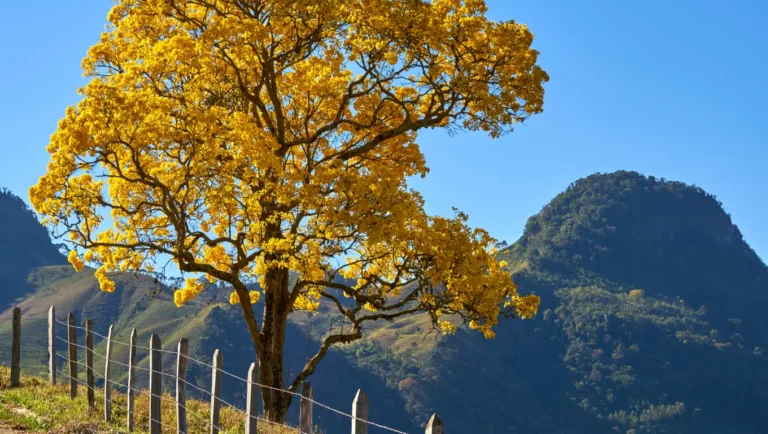 Céu limpo e calor intenso em Cambé
