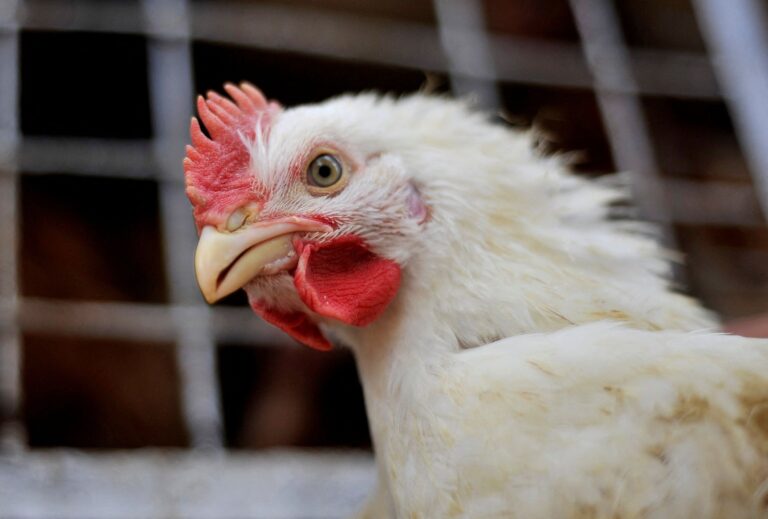 União Europeia reconhece Brasil livre de gripe aviária e pode retomar compra de frango