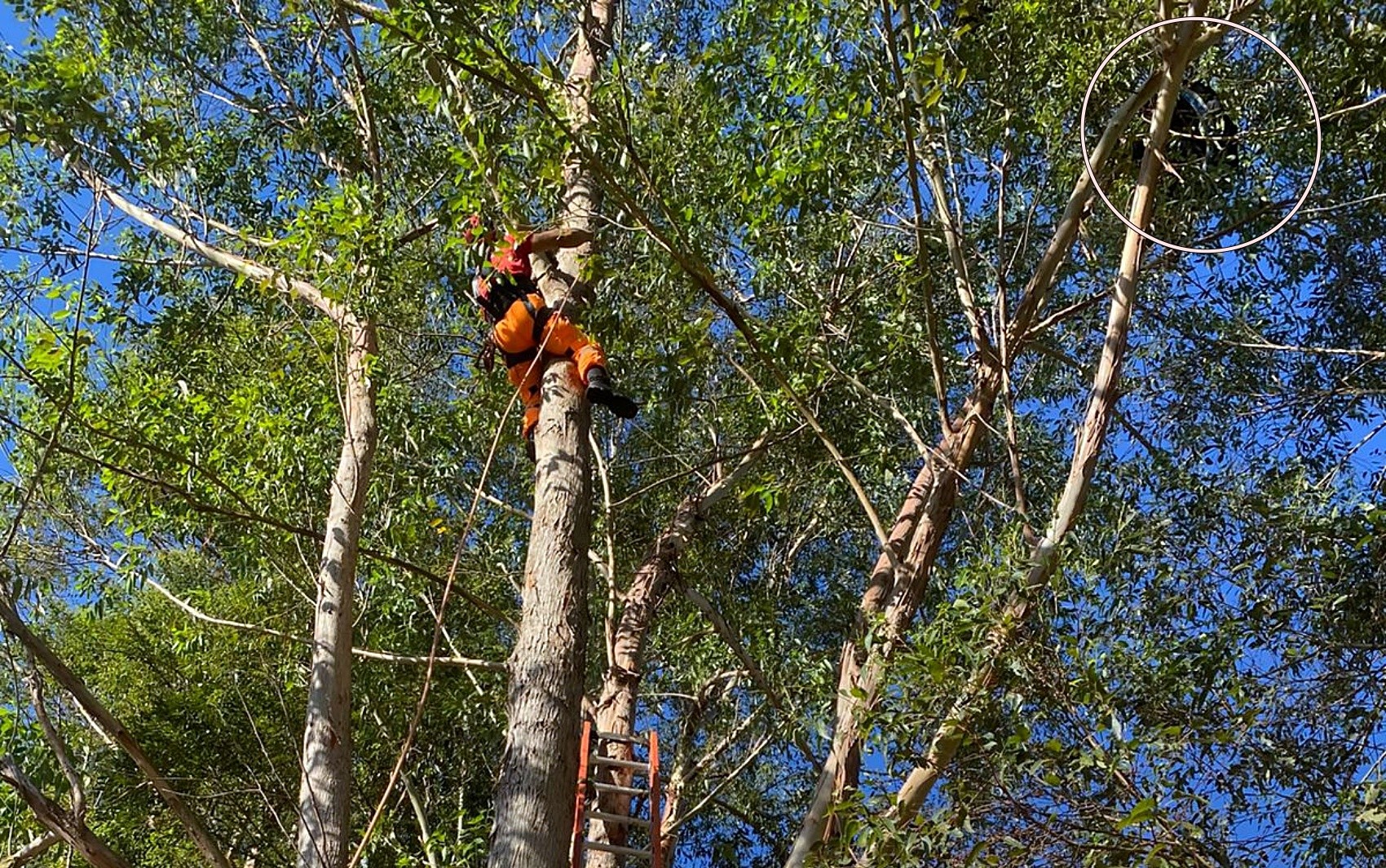 Homem resgatado após ficar preso em árvore durante salto de paraglider