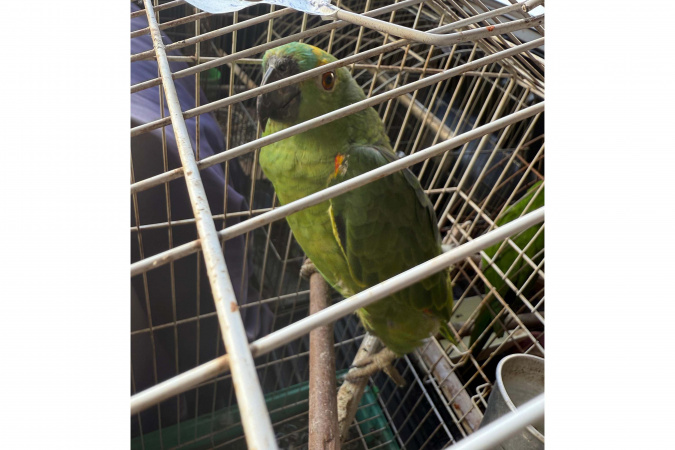 Operação resgata 36 aves silvestres em Paraíso do Norte