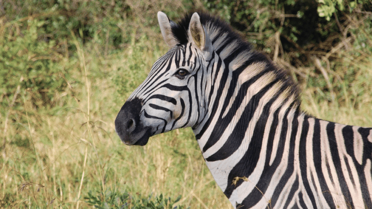 Por que não usamos zebras como montarias? Entenda os motivos
