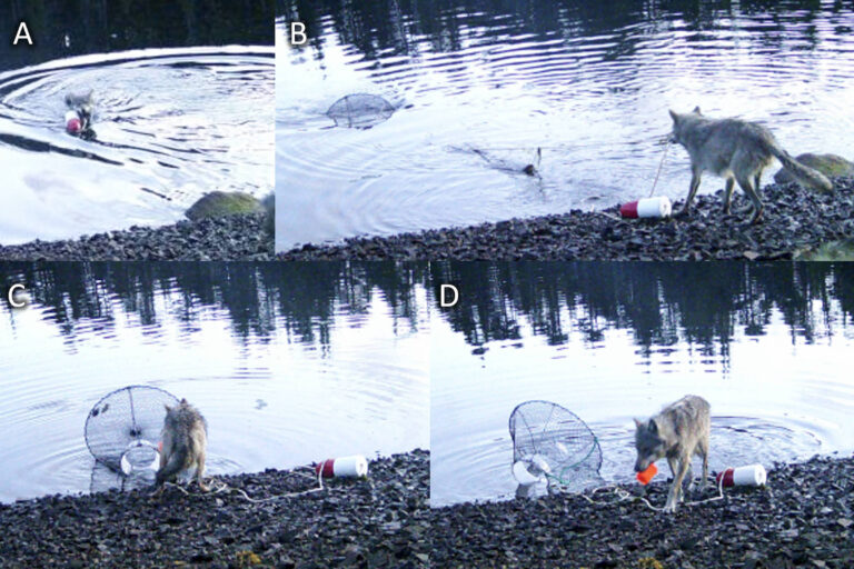 Lobo inova ao retirar armadilha de caranguejos da água para se alimentar