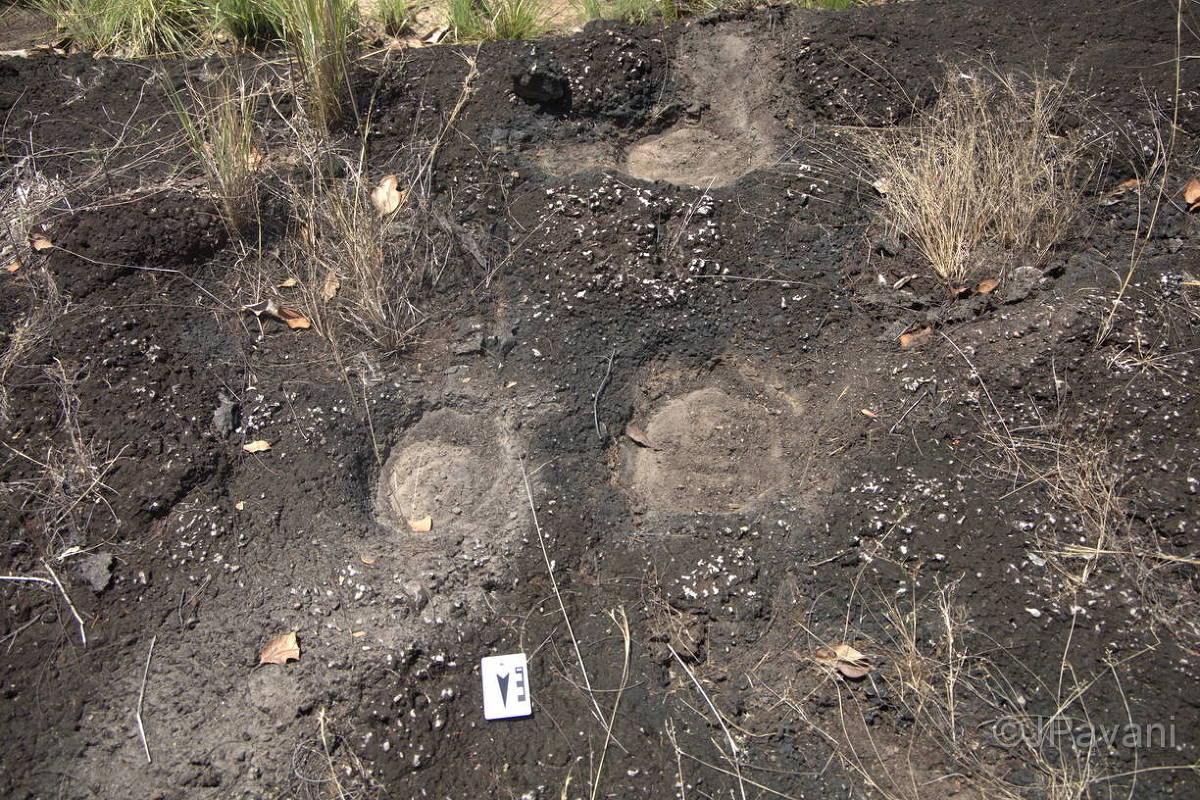 Descobertas de pegadas de dinossauros em Roraima podem revolucionar a paleontologia