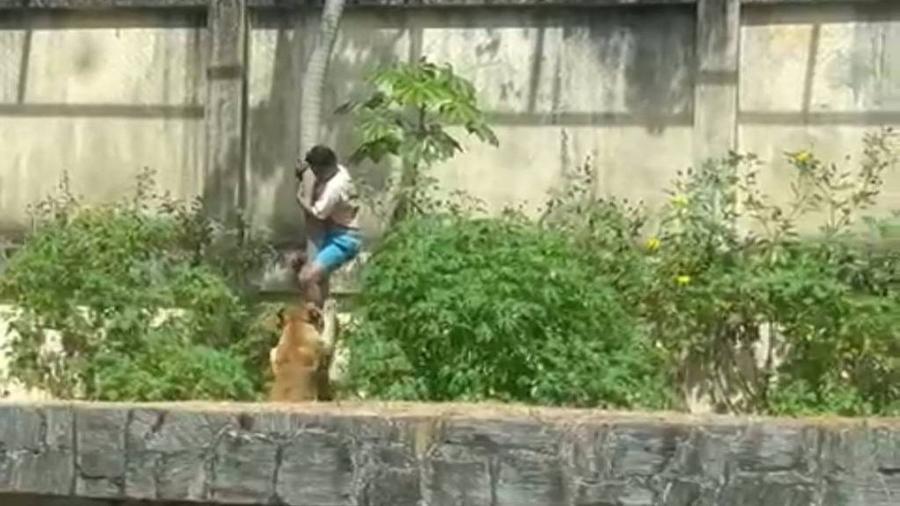 Zoológico da Paraíba e a morte de jovem em ataque de leoa