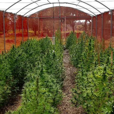 Justiça Federal autoriza cultivo e distribuição de cannabis medicinal por associação no Mato Grosso do Sul