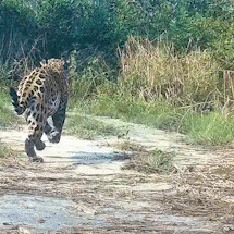 Pantanal Selvagem e Caos Urbano: Onça Foge de Queixadas e Acidentes Marcam a Semana em MS