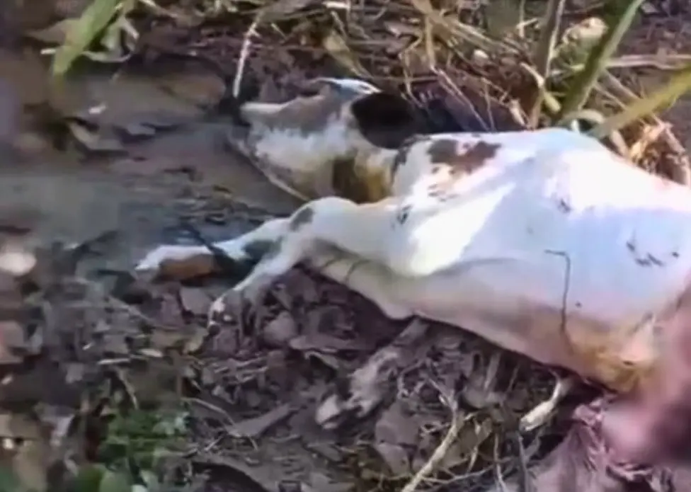 Ataque Felino em Sena Madureira: Onça Abate Bezerro em Fazenda às Margens do Rio Macauã