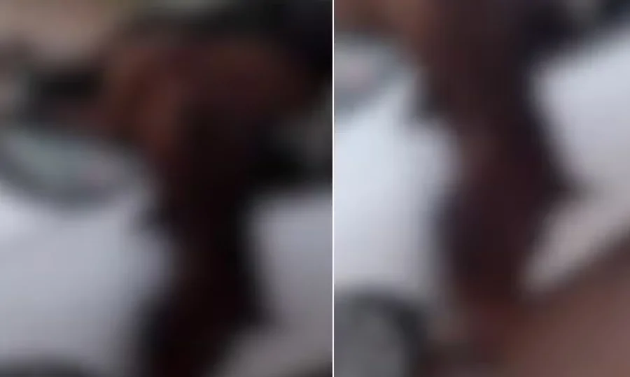 Tragédia na BR-406: Cavalo invade carro após colisão e motorista fica ferido em Ceará-Mirim