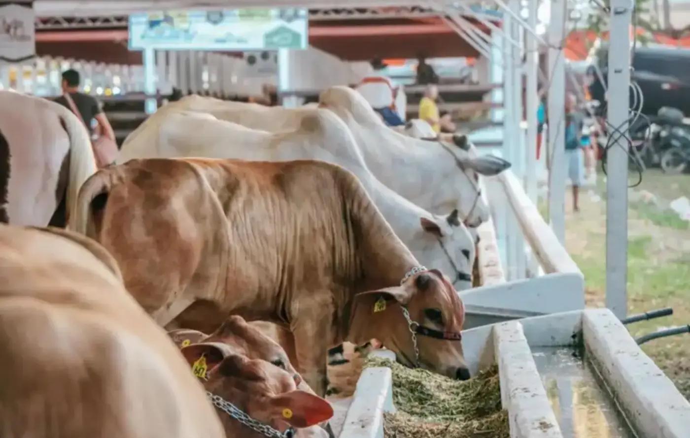 Amapá Colhe Frutos de Status Sanitário Elevado e Prepara Expofeira Histórica