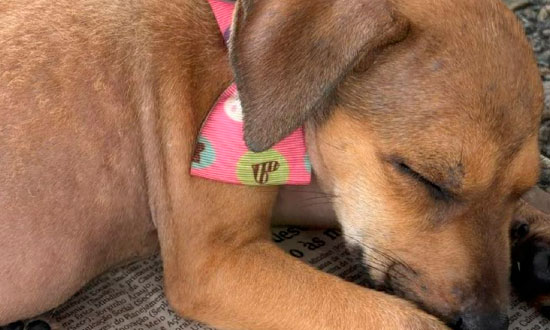 Shopping Jardins Abre Portas para Adoção Responsável de Cães e Gatos Resgatados