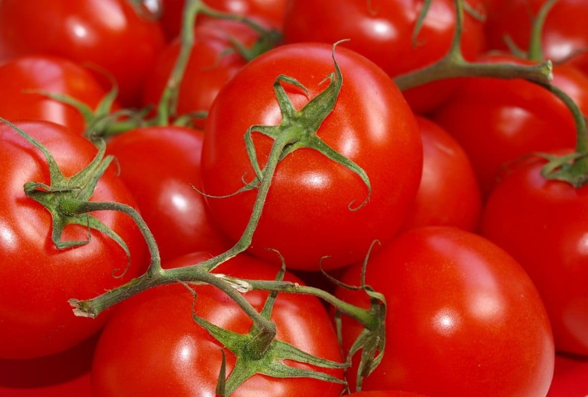 Tomate: O Superalimento Vermelho Que Protege Seu Coração e Previne o Câncer