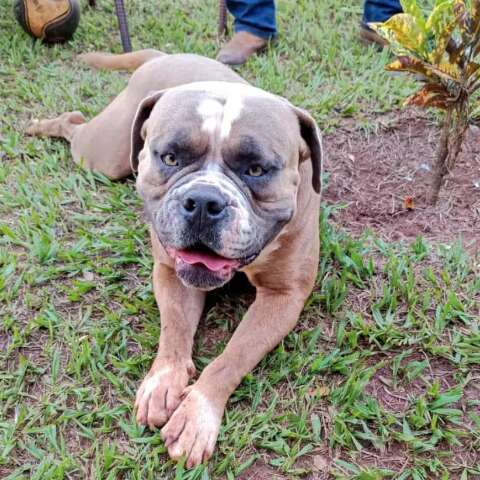 Família desesperada busca por buldogue desaparecido em Bandeirantes; criança sofre com a ausência