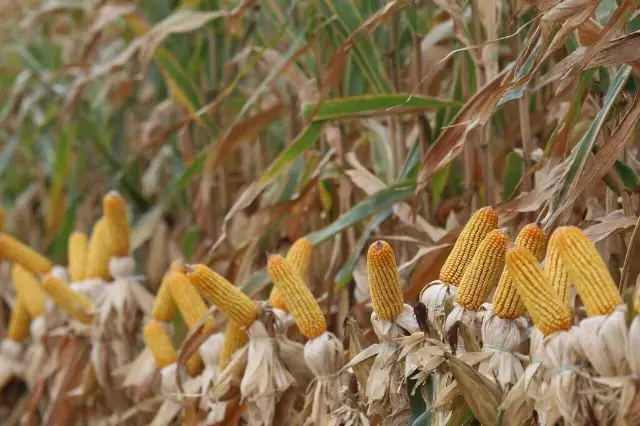 Clima Castiga Safra de Milho em MS, Mas Colheita Recorde Ameniza Prejuízos
