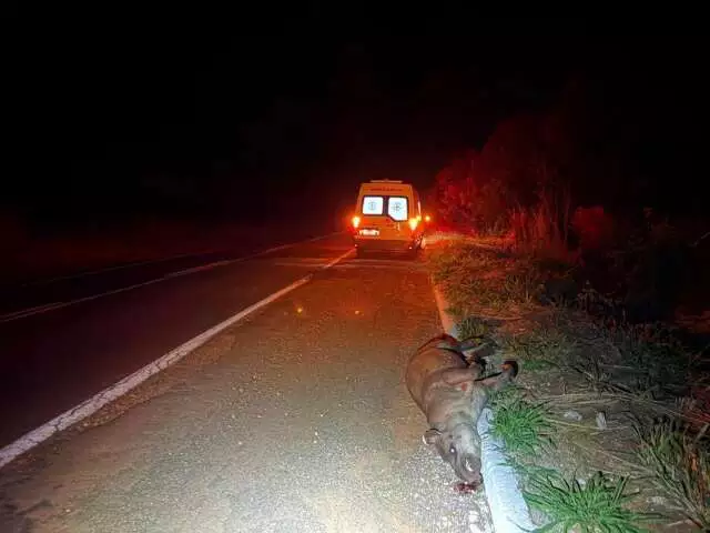 Tragédia na MS-134: Ambulância da Prefeitura colide com anta, deixando passageira ferida e animal morto