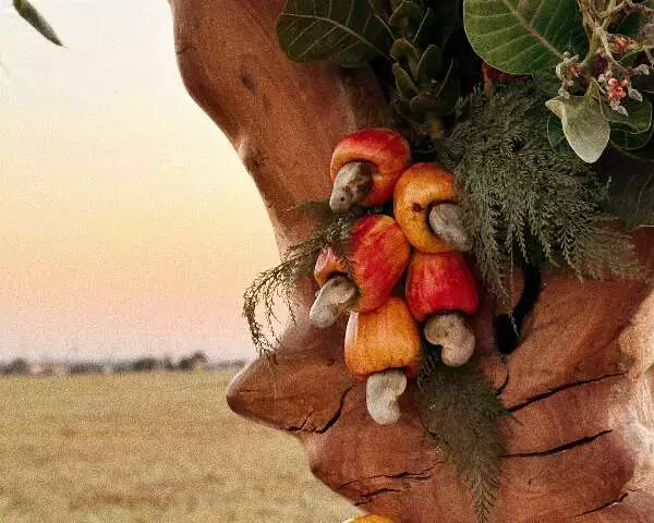 De Lírios a Cajus: Artista Floral de Campo Grande Surpreende Liniker com Homenagem Botânica