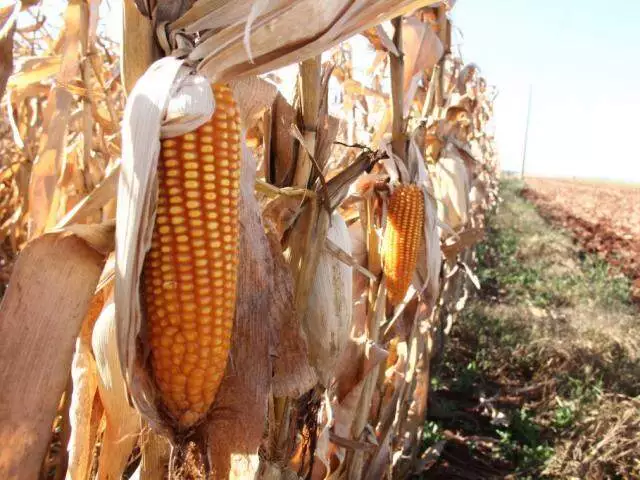 Disparidade na Colheita de Milho em MS: Produtividade Varia Quase Dez Vezes Entre Municípios