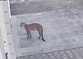 Onça-parda ‘turista’ surpreende moradores ao ser flagrada no centro de Boa Vista