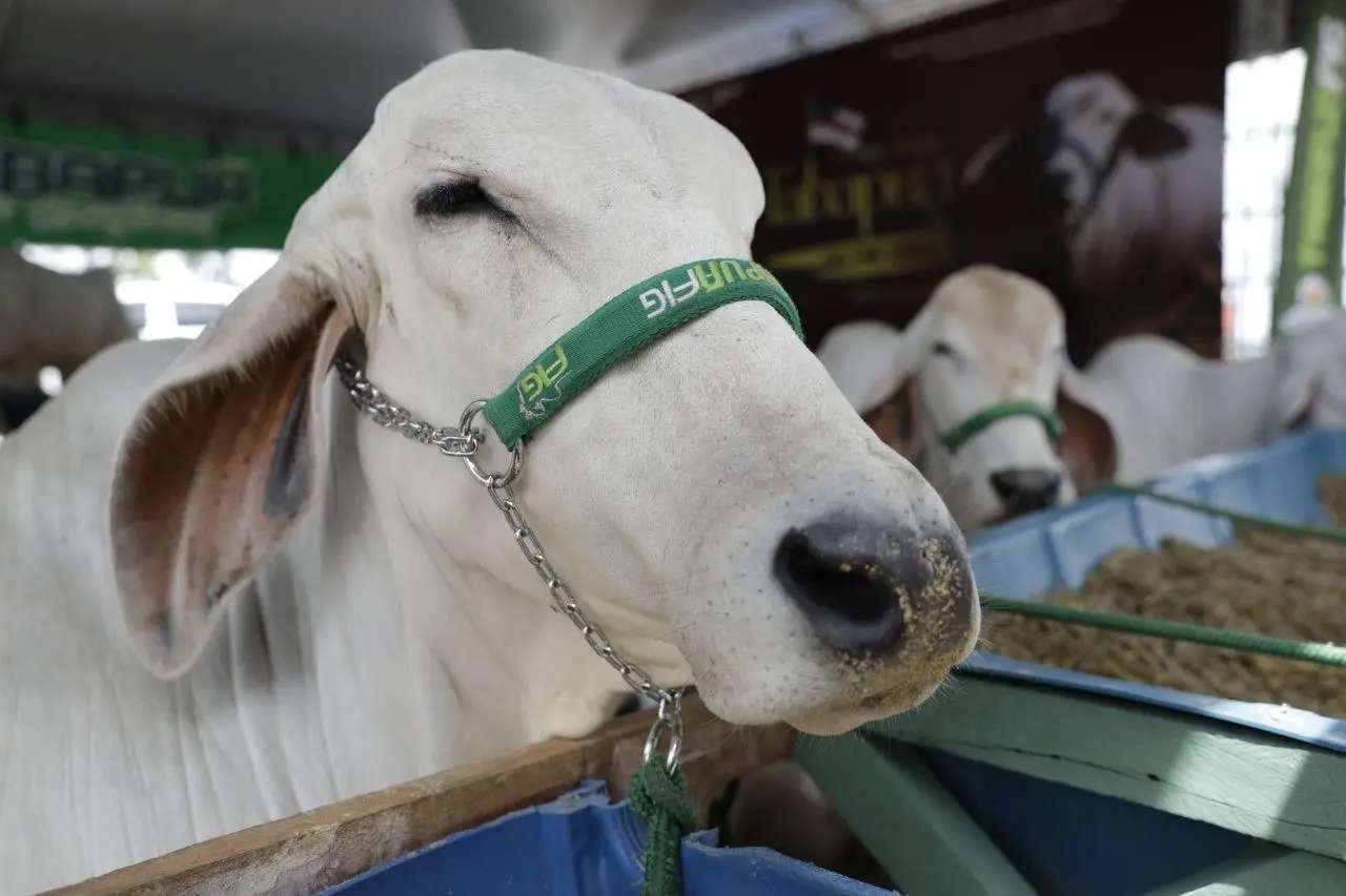 Pecuária em Ascensão: Rebanho Bovino do Amazonas Rompe Marca Histórica, Impulsionado por Lábrea e Boca do Acre
