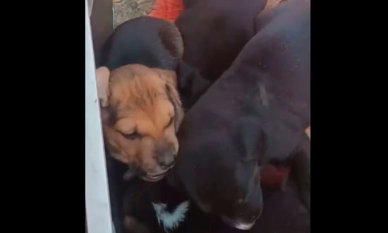 Cães Resgatados do Abandono: Família Canina Encontra Nova Esperança em Aracaju