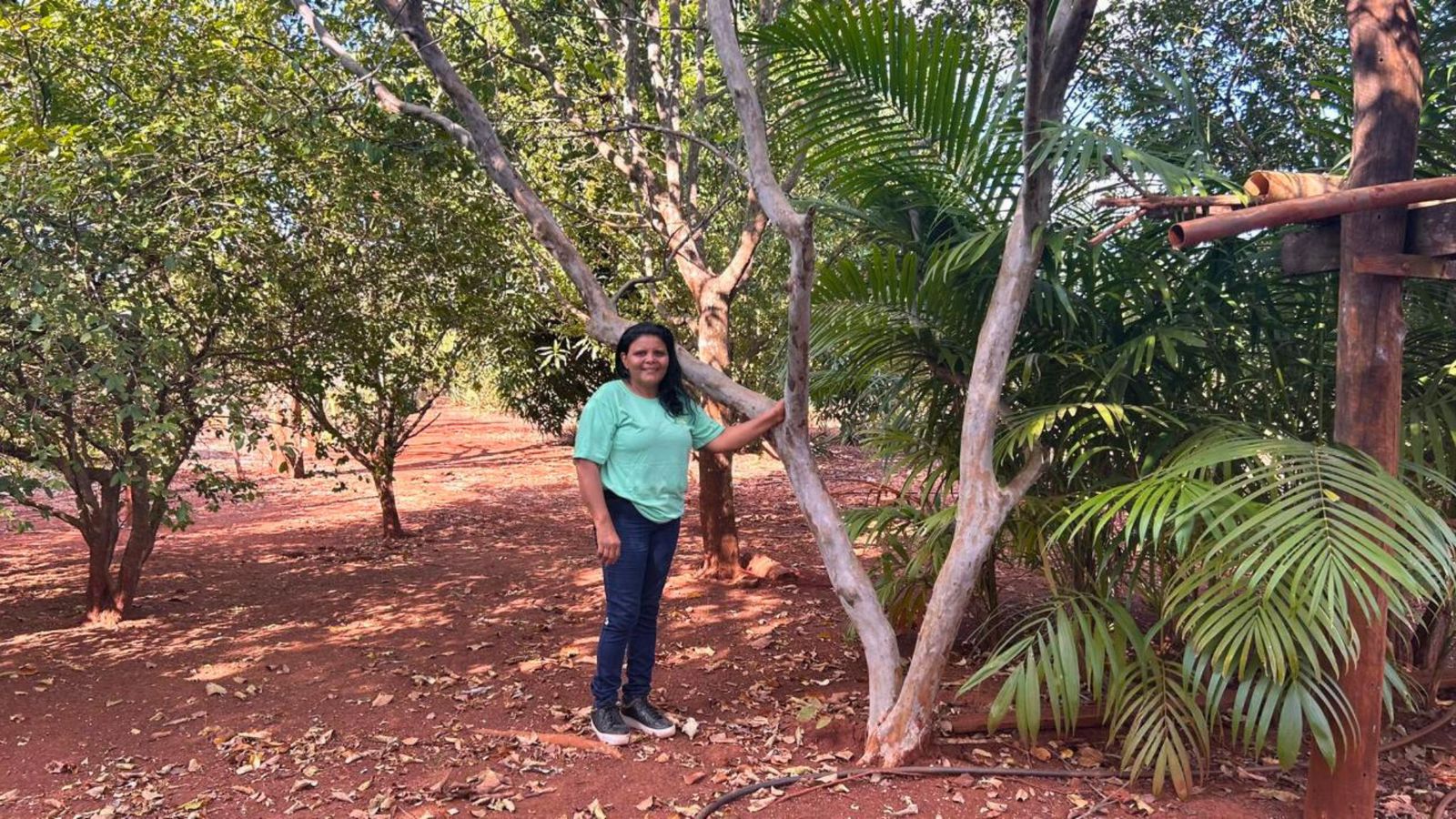 Do Facão à Polpa: Produtora Maranhense Revoluciona Cultivo de Goiaba e Alcança Produção de 8 Toneladas Anuais