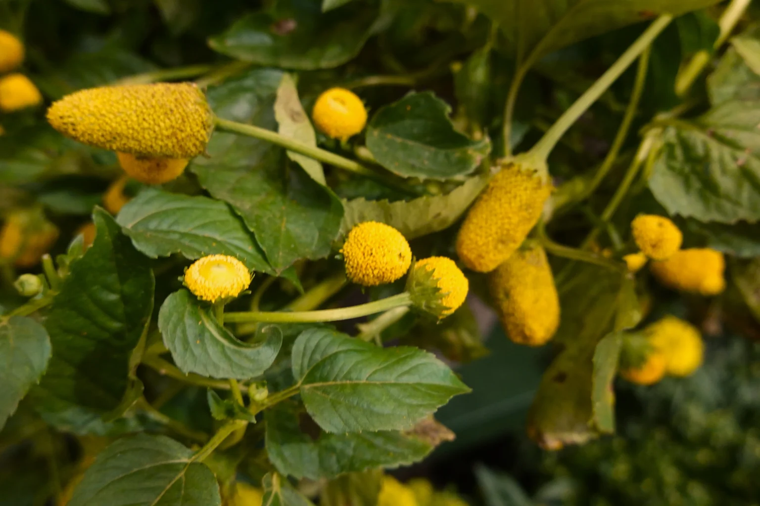 Jambu: O Tesouro Amazônico que Conquista a Culinária e a Ciência