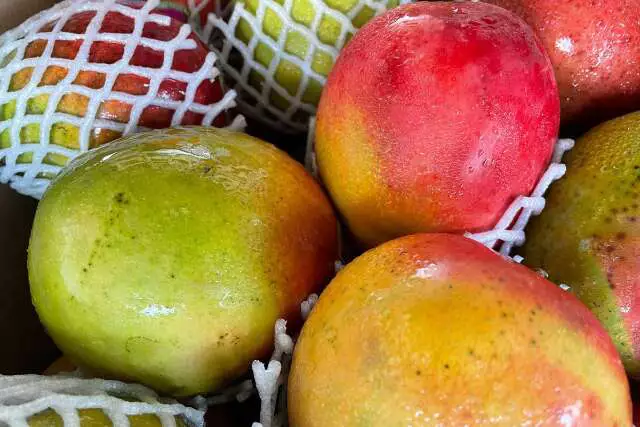 Manga Azeda? Preços Caem Apesar da Safra Verde em Mato Grosso do Sul