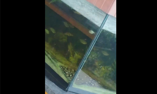 Horror em Foodpark: Administradores Indiciados por Maus-Tratos e Morte de Arraia em Aracaju