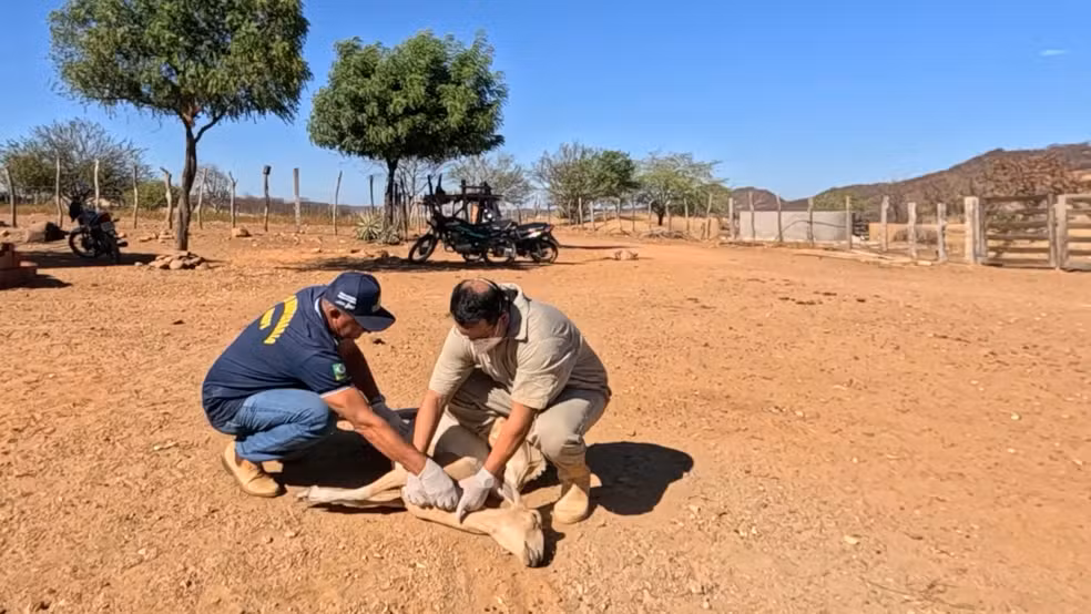 Alerta no Nordeste: Mortes de Animais Disparam Após Vacinação Contra Clostridiose