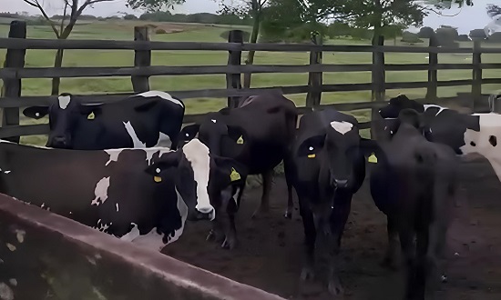 Ação Rápida: Polícia Recupera Gado Furtado e Identifica Suspeito em Sergipe