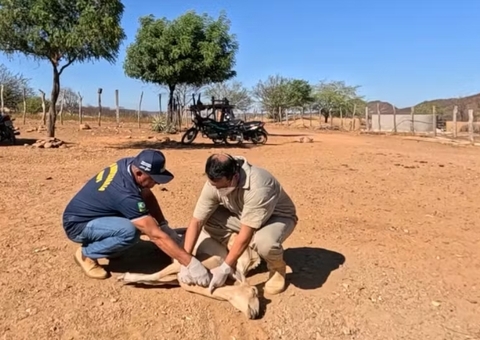Alerta Veterinário: Investigação Apura Mortes Suspeitas Após Uso da Vacina Excell 10