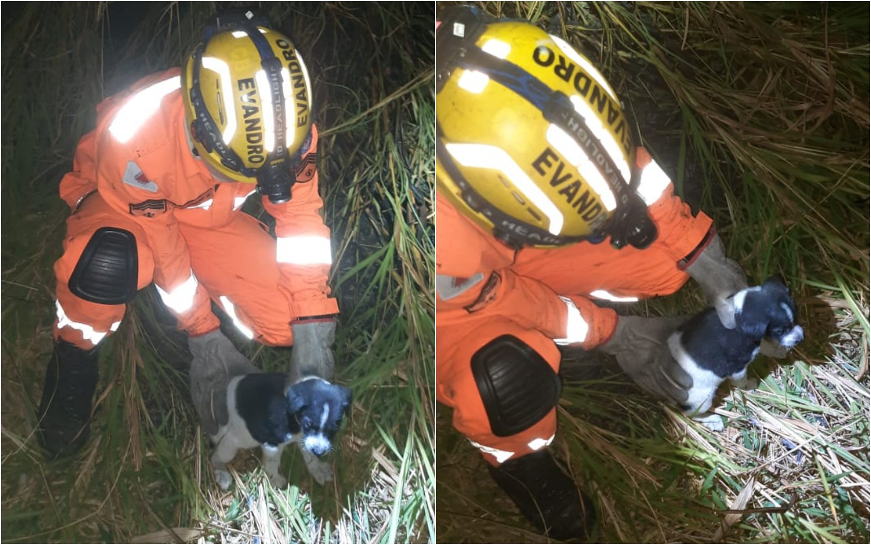 Filhotes de cães resgatados em incêndio em Campo Belo