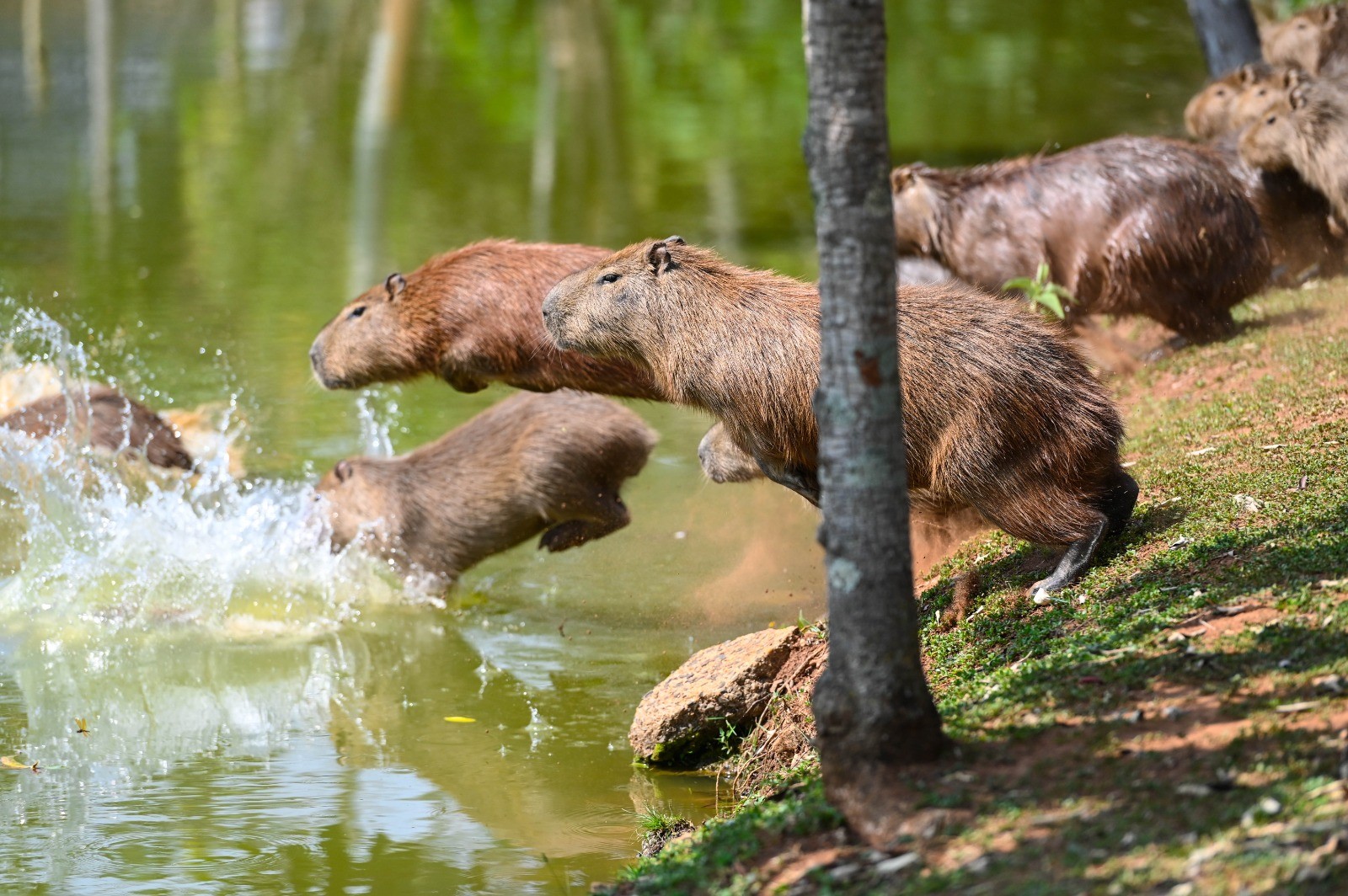 Campinas inicia manejo reprodutivo de capivaras no Parque Ecológico