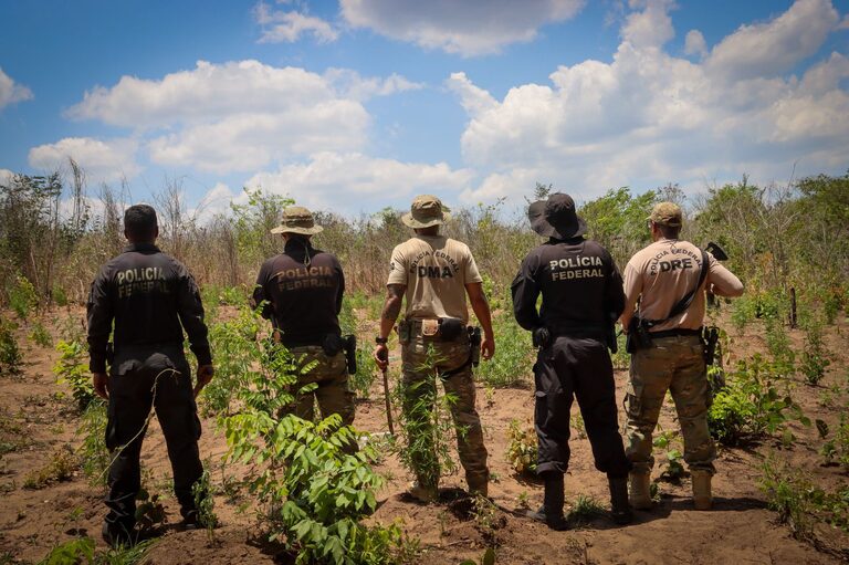PF Incinera Toneladas de Maconha e Destrói Plantações em Terras Indígenas no Maranhão