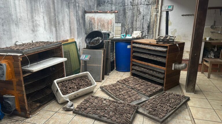 Homem é preso após ser encontrado com 59 quilos de pepino-do-mar em Ubatuba