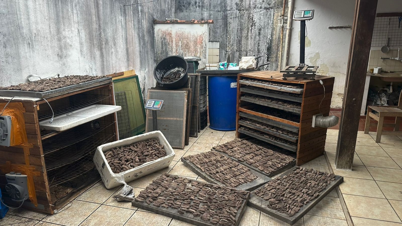 Homem é preso após ser encontrado com 59 quilos de pepino-do-mar em Ubatuba